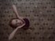 Auf dem Bild sieht man Suzy Bannion, wie sie nach oben blickt, während sie für ihre Tanzperformance probt - Suspiria (2018)