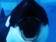 Ein Orca mit offenem Maul schwimmt Richtung Kamera. Blackfish: Die besten Dokus aller Zeiten (Platz 2)
