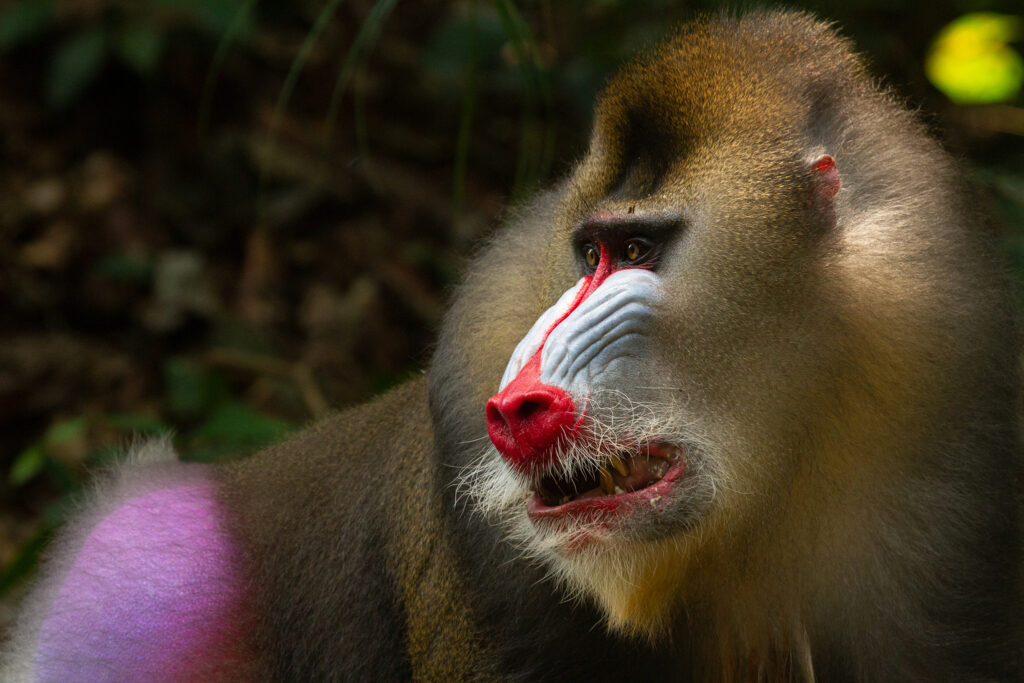 Ein Mandrill in einer Nahaufnahme aus Das Leben in Farbe mit David Attenborough. Der Fokus liegt auf dem Kopf des Affen und der intensiven roten Färbung der Nase.