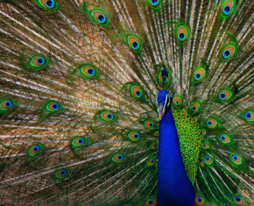 Ein Pfau, der seinen grünen Schweif aufstellt. Zu sehen sind die Vielzahl der blau-grünen Augen auf dem Hinterteil des Tieres.