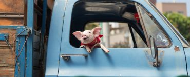 Schweinchen im Lieferwagen in Die Wurzeln des Glücks