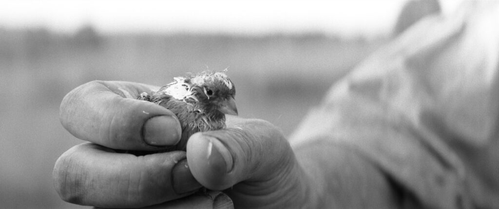 Eine Hand hält einen bemalten kleinen Vogel. Er schaut nur mit dem Kopf aus der geschlossenen Faust hervor.